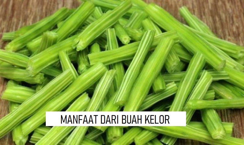 BERBAGAI MANFAAT DARI BUAH KELOR BAGI TUBUH