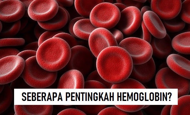 SEPENTING APA HEMOGLOBIN BAGI TUBUH?